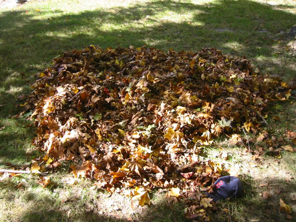 To get rid of mosquitoes dispose off raked leaves regularly