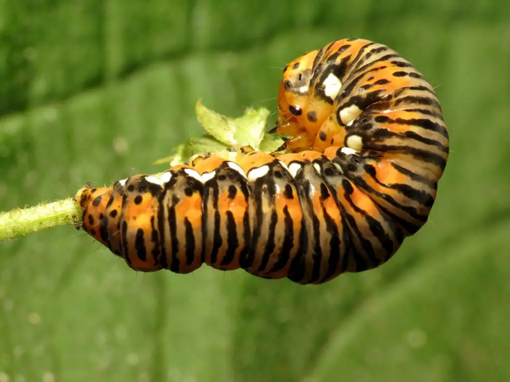 Gold Moth Caterpillar does not eat clothes but the Clothes Moth Caterpillar does!