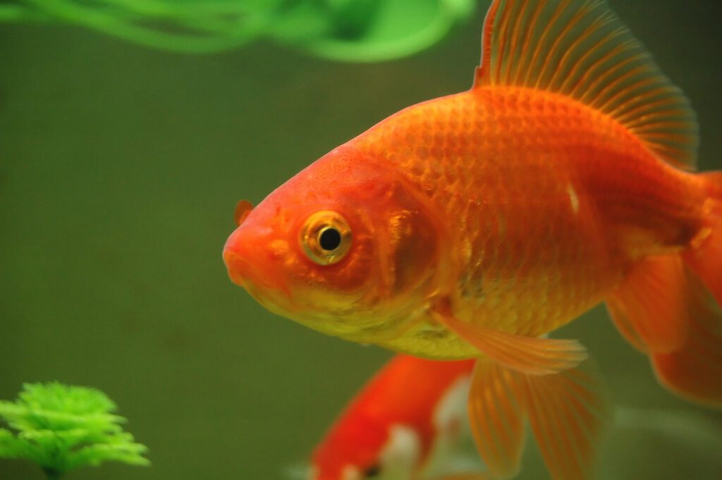 Fancy Cold Water Fish Tank In A Garage