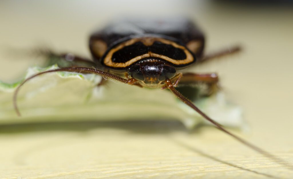 How to Get Rid of Roaches from Your Garage