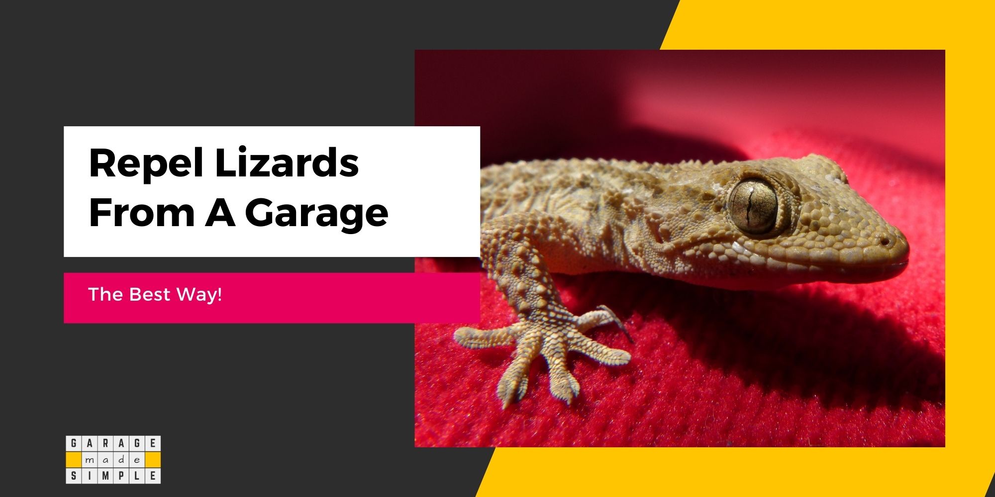 How To Repel Lizards From A Garage? (The Best Way!)