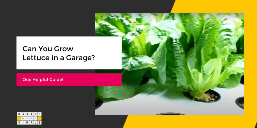 Can You Grow Lettuce in a Garage?