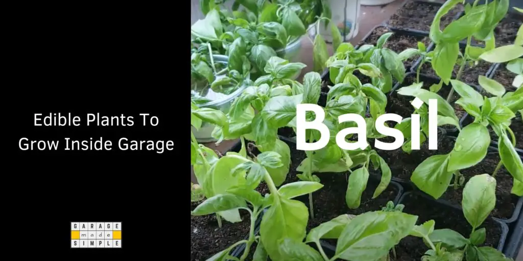 Edible Plants To Grow Inside Garage - Basil