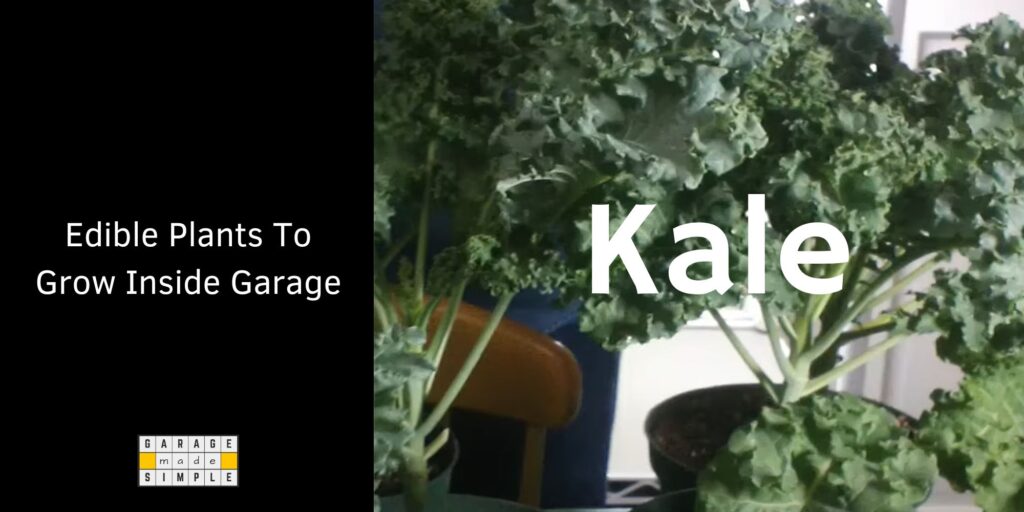 Kale can be Grown Indoors in a Garage