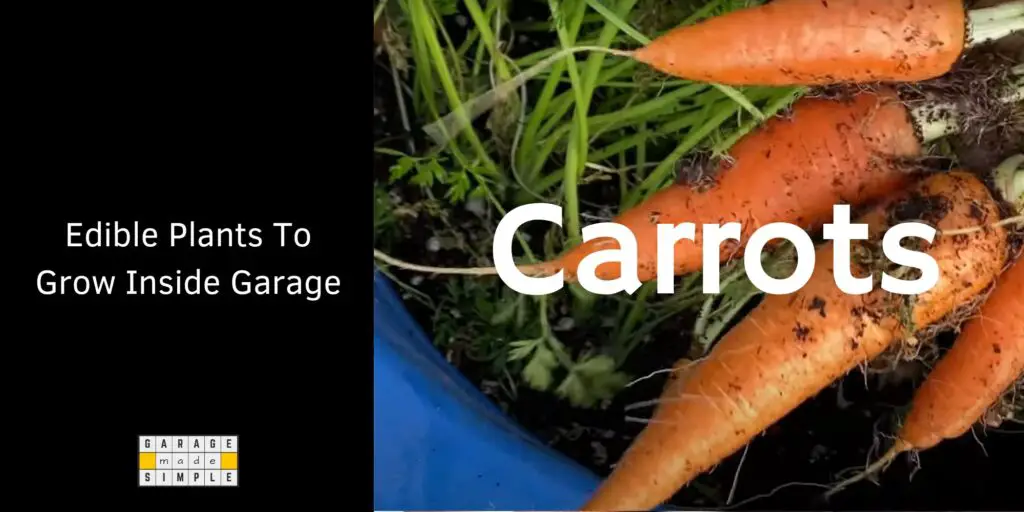 Edible Plants To Grow Inside Garage - Carrots