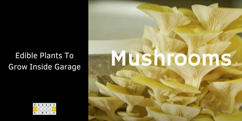 Mushrooms grown in 5 Gallon Buckets in a Garage
