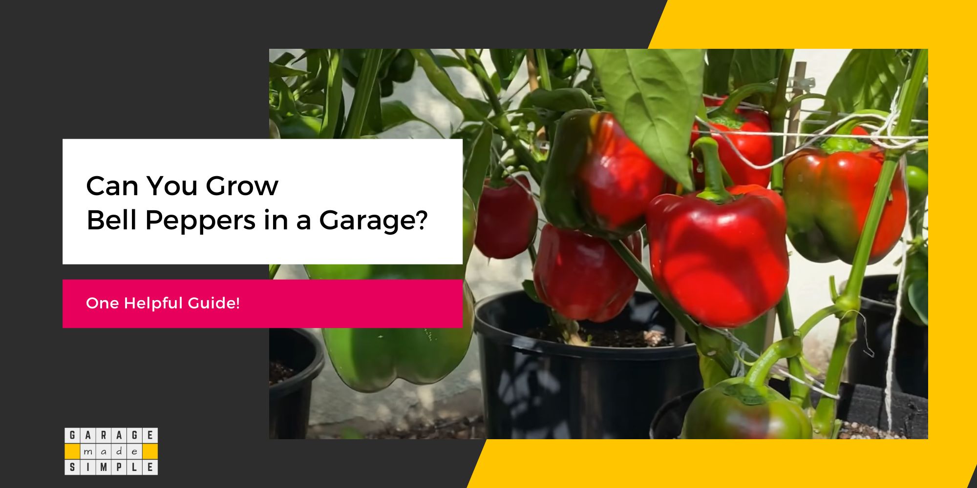 Can You Grow Bell Peppers in a Garage? (One Helpful Guide!)