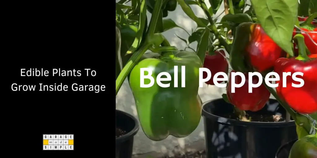 Grow Bell Peppers inside Your Garage